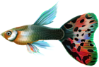 Male Guppy Fish PNG Clip Art
