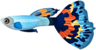 Male Guppy Fish PNG Clip Art Image