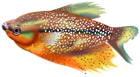 Orange Fish Transparent Clip Art Image