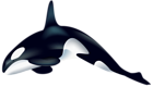 Orca PNG Transparent Clip Art Image