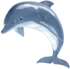 Realistic Dolphin PNG Clipart