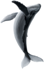 Realistic Whale PNG Clipart