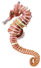 Seahorse PNG Transparent Clip Art Image