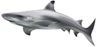 Shark Transparent Clip Art Image