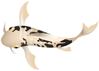 White Koi Fish PNG Clipart