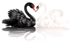 White and Black Swans with Heart Shape PNG Clipart