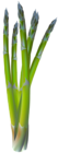 Asparagus Transparent PNG Clip Art Image