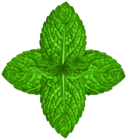 Basil Leaves PNG Clipart