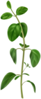 Basil PNG Clipart