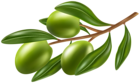 Branch with Olives PNG Clipart Image