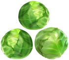 Brussels Sprouts PNG Clip Art Image