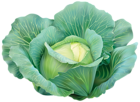 Cabbage Clipart Image