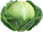 Cabbage PNG Clip Art Image