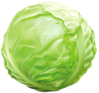Cabbage PNG Clipart Image