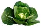Cabbage Picture Clipart