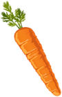Carrot Clipart PNG Image
