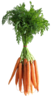 Carrots PNG Clipart Picture