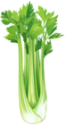 Celery Free PNG Clip Art Image