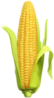 Corn Clip Art Image