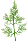 Dill PNG Clipart