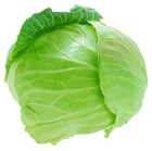 Fresh Cabbage PNG Picture