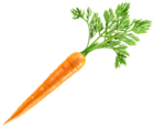 Fresh Carrot PNG Clip Art Image
