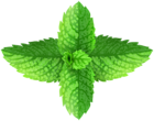 Fresh Mint leaves PNG Clipart