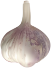 Garlic PNG Clipart Image