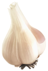 Garlic PNG Clipart Picture