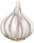 Garlic PNG Transparent Clipart