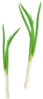 Green Fresh Onion PNG Clipart