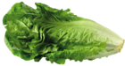 Green Lettuce PNG Picture