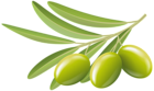 Green Olives Transparent Clip Art Image