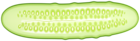 Half Cucumber PNG Clipart