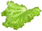 Lettuce Leaf PNG Clipart Image