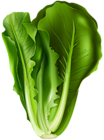Lettuce PNG Clip Art Image