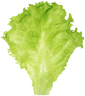 Lettuce PNG Clipart Image