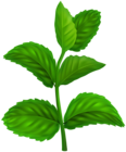 Mint Spice Plant PNG Clipart