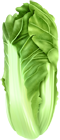 Napa Cabbage Clip Art Image