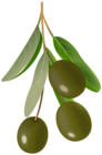 Olive Branch Green PNG Transparent Clipart