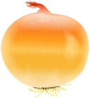 Onion Free PNG Clip Art Image