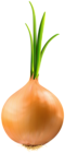 Onion PNG Clipart Image