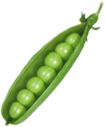 Pea Pod PNG Picture