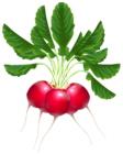 Radishes PNG Clipart