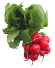 Radishes PNG Picture