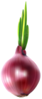 Red Onion Free PNG Clip Art Image