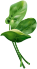 Spinach Free PNG Clip Art Image