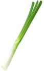 Spring Onion PNG Clip Art Image