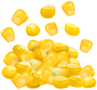 Sweet Corn Grains PNG Clip Art Image