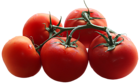 Tomatoes Branch PNG Picture